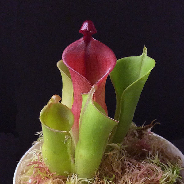 Image of Heliamphora nutans companion plant for Venus flytrap