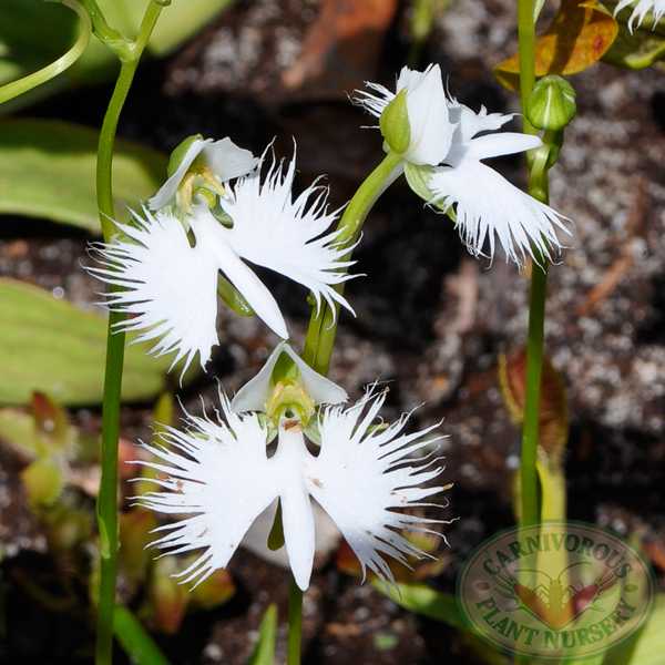 Egret Flower — Carnivorous Plant Nursery