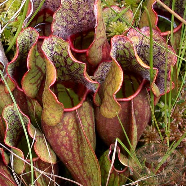 North American Carnivorous Plant Of The Month Club - 