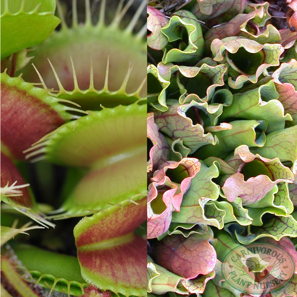 Pitcher plant vs venus fly trap Idea