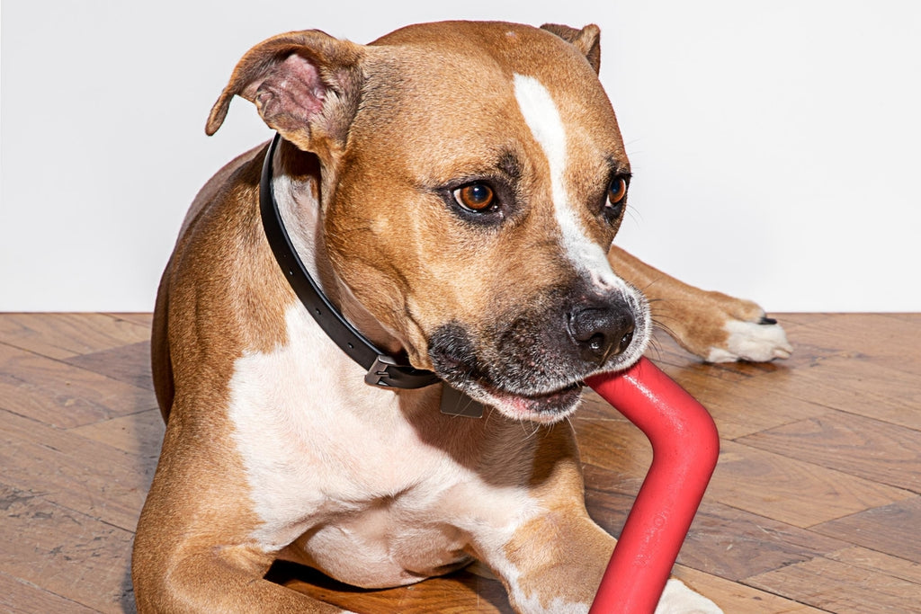 Bolt Bite Teething Chew Toy for Puppies