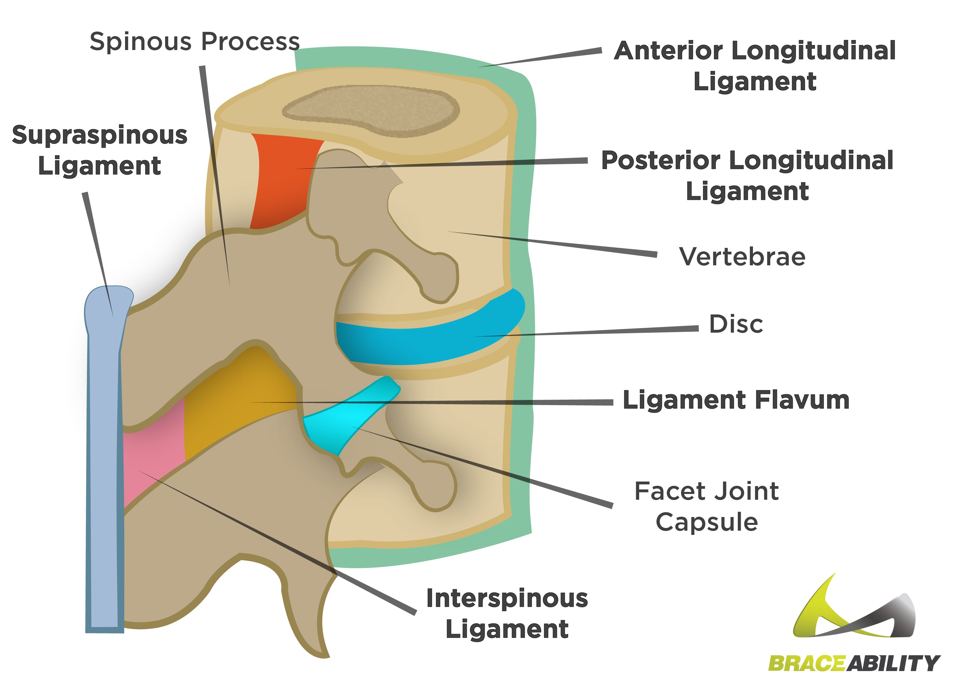 Anatomy of the ligaments in your spine and what they do
