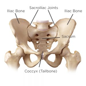 diagram of the hip anatomy labeled with the sacroiliac joints and coccyx
