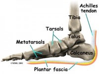 learn about foot bone anatomy and the effects of different arches