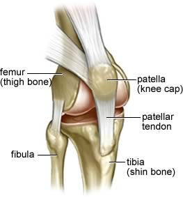 kneecap location compared to thigh and shin anatomy