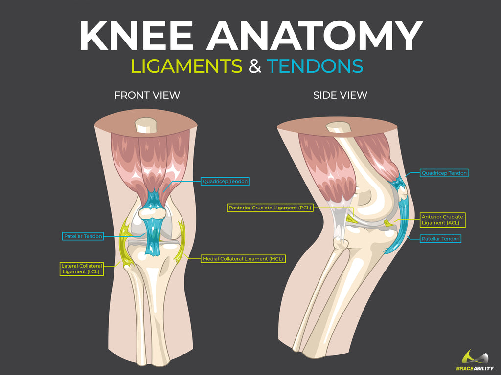 Parts Of Knee Diagram
