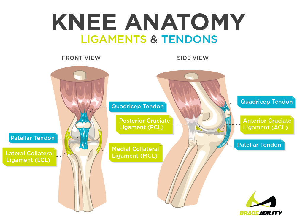 Learn about inner knee pain and knee anatomy, ligaments, and tendons