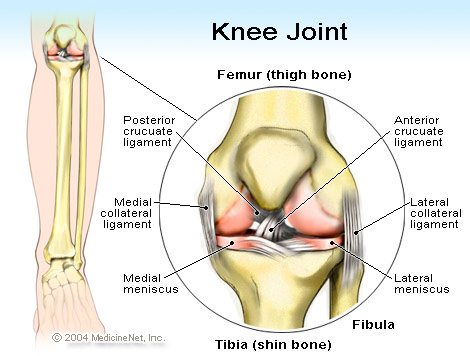 anatomy of knee joint labeled with areas that can cause knee pain