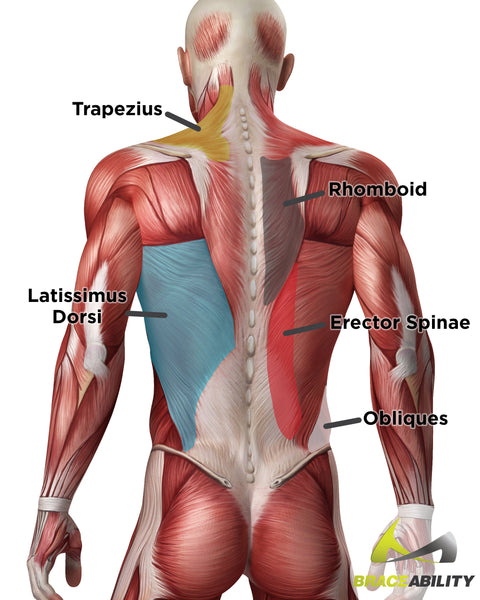 anatomy of the different muscles in your back and what they do