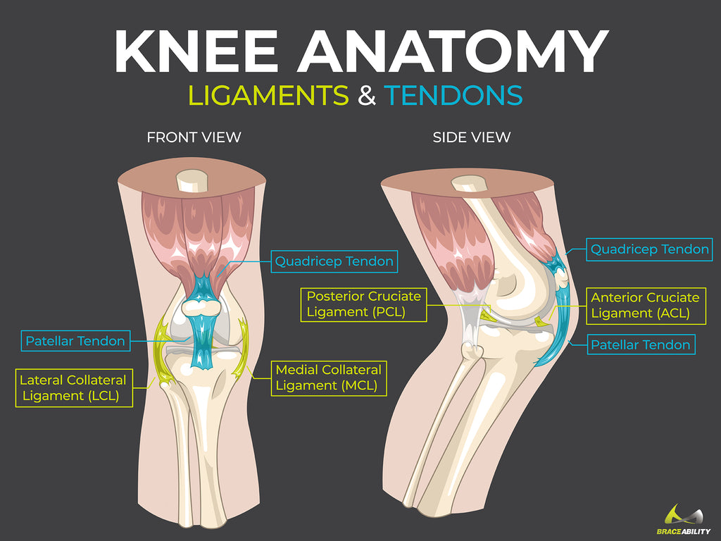 learn about knee anatomy including different ligaments and tendons