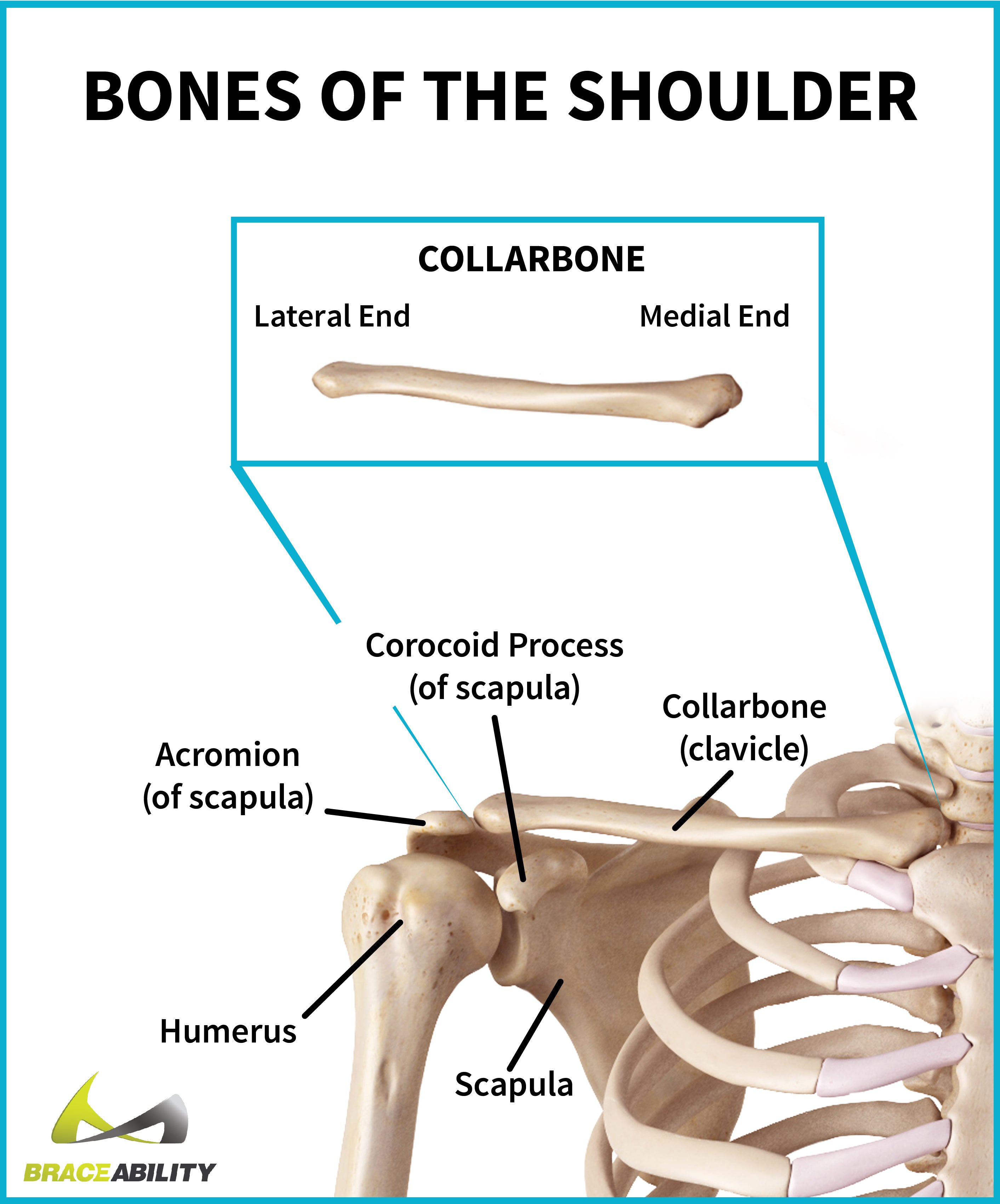 Anatomy Of The Upper Chest Area Trunk Region Torso Anatomy Of The