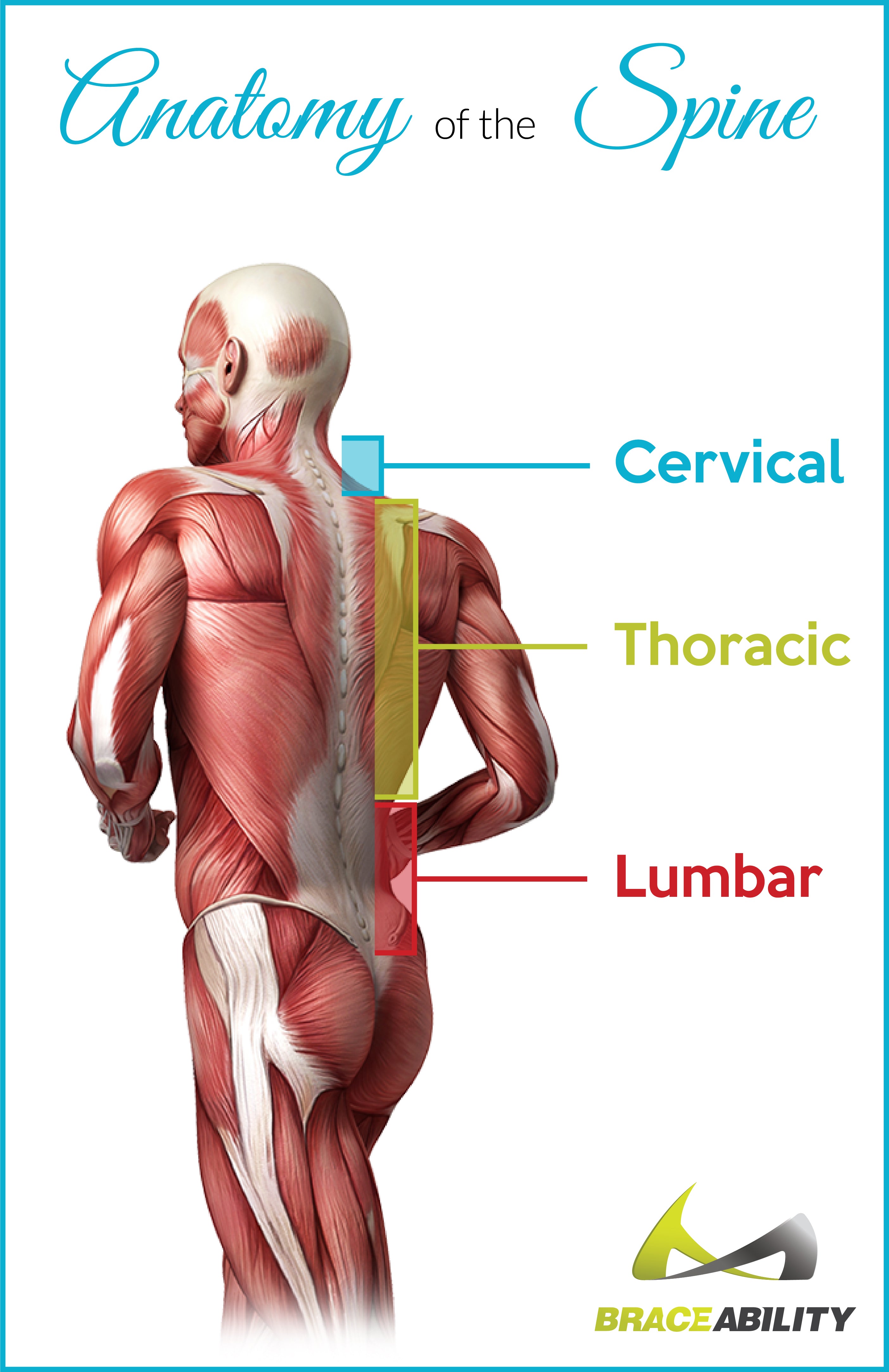 anatomy of spine regions where you can get different types of degenerative disc diseases