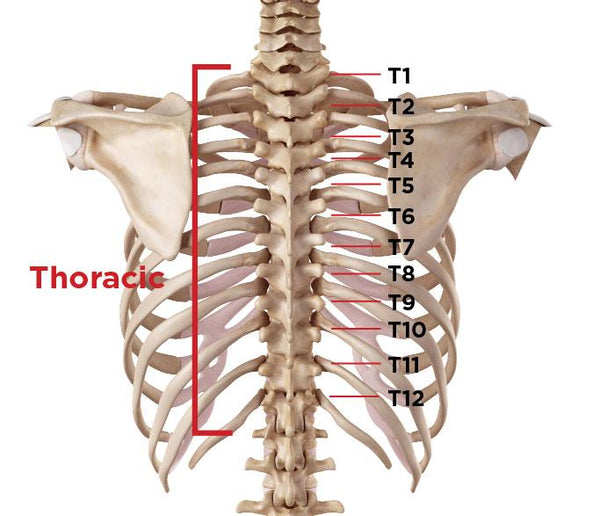 Anatomy of the thoracic region of your back and where injuries happen most frequently