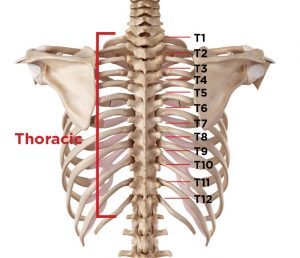 Thoracic vertebrae that connect to the ribs and how they regulate pain