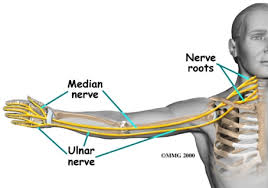anatomy of ulnar nerves and causes of wrist and elbow pain