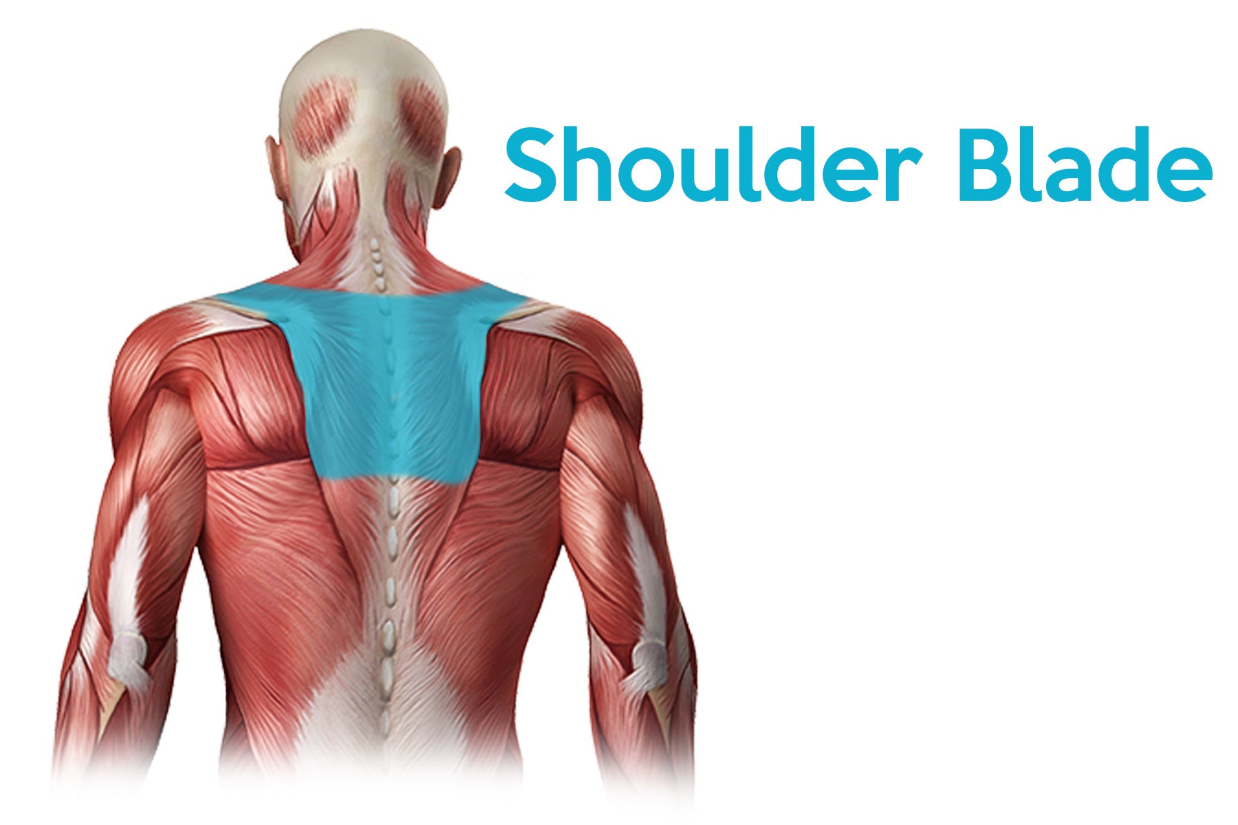 Pain Between Shoulder Blades And Chest The Pain Between Shoulder