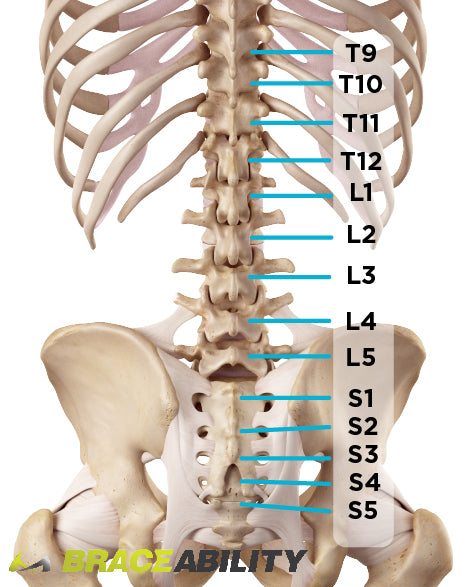 vertebrae that the sciatica back brace helps secure