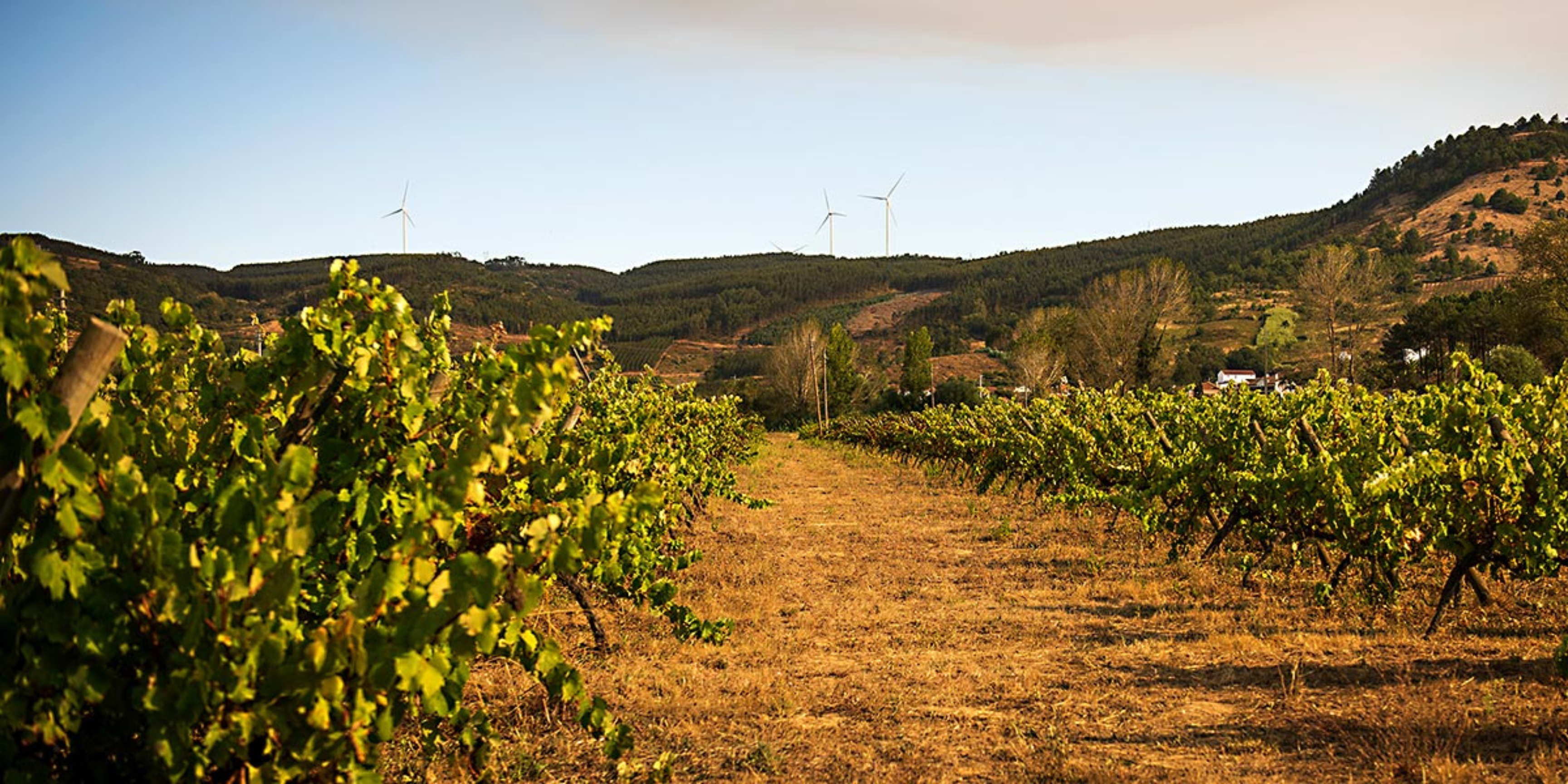 organic vineyard