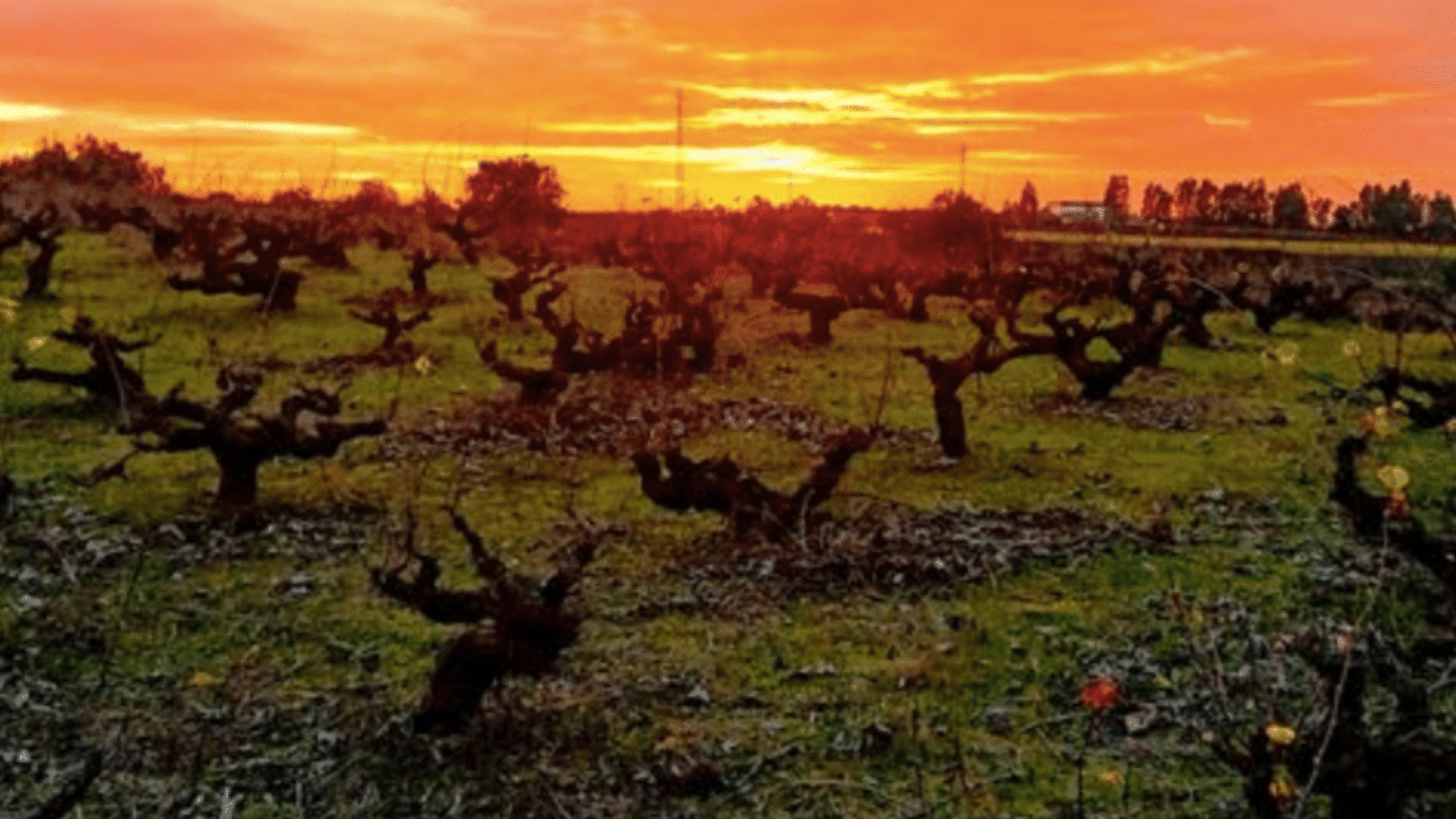 Bodegas Garay Winemaker