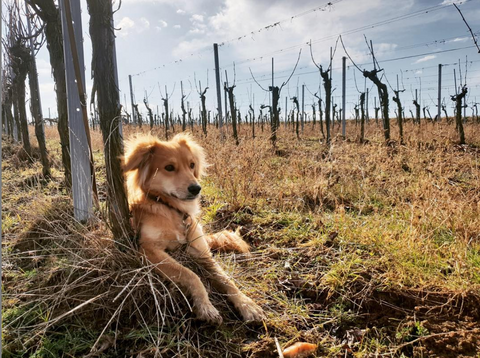 Nibiru Vineyard Dog