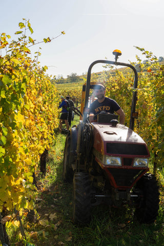 Domaine de l'Envol Harvest