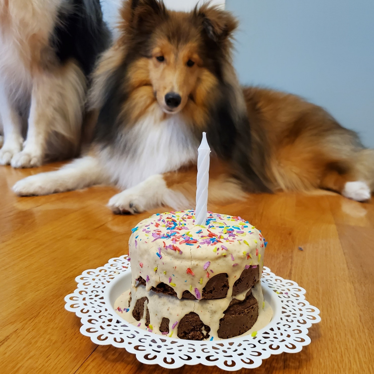 Ensemble Anniversaire Pour Chiens Bleu Betes Poilus