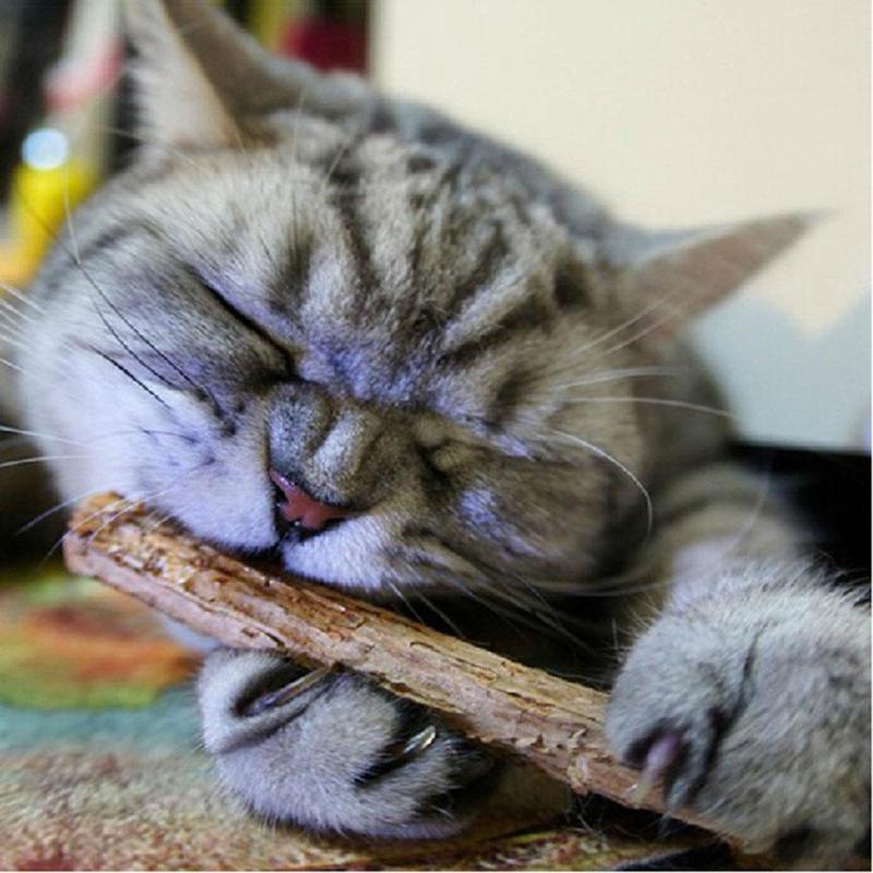 Cleaning Teeth Natural Catnip Cat Molar Toothpaste Stick