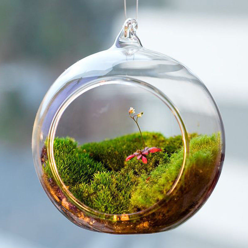 Terrarium Ball Globe Shape Clear Hanging Glass Vase