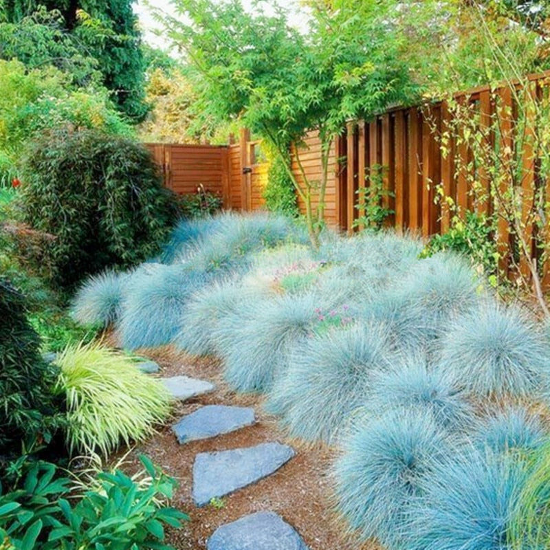 200 Piece: Blue Fescue Grass Bonsais Grass Seeds