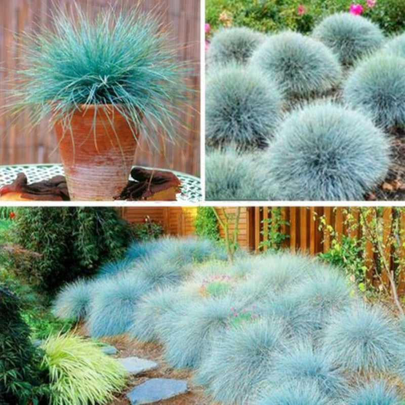 200 Piece: Blue Fescue Grass Bonsais Grass Seeds