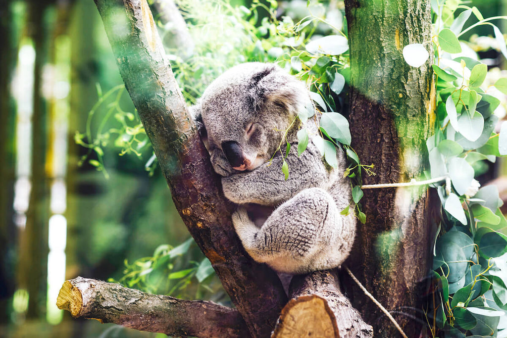 Sleeping koala