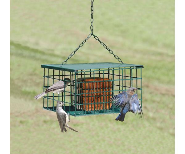 anti squirrel suet feeder