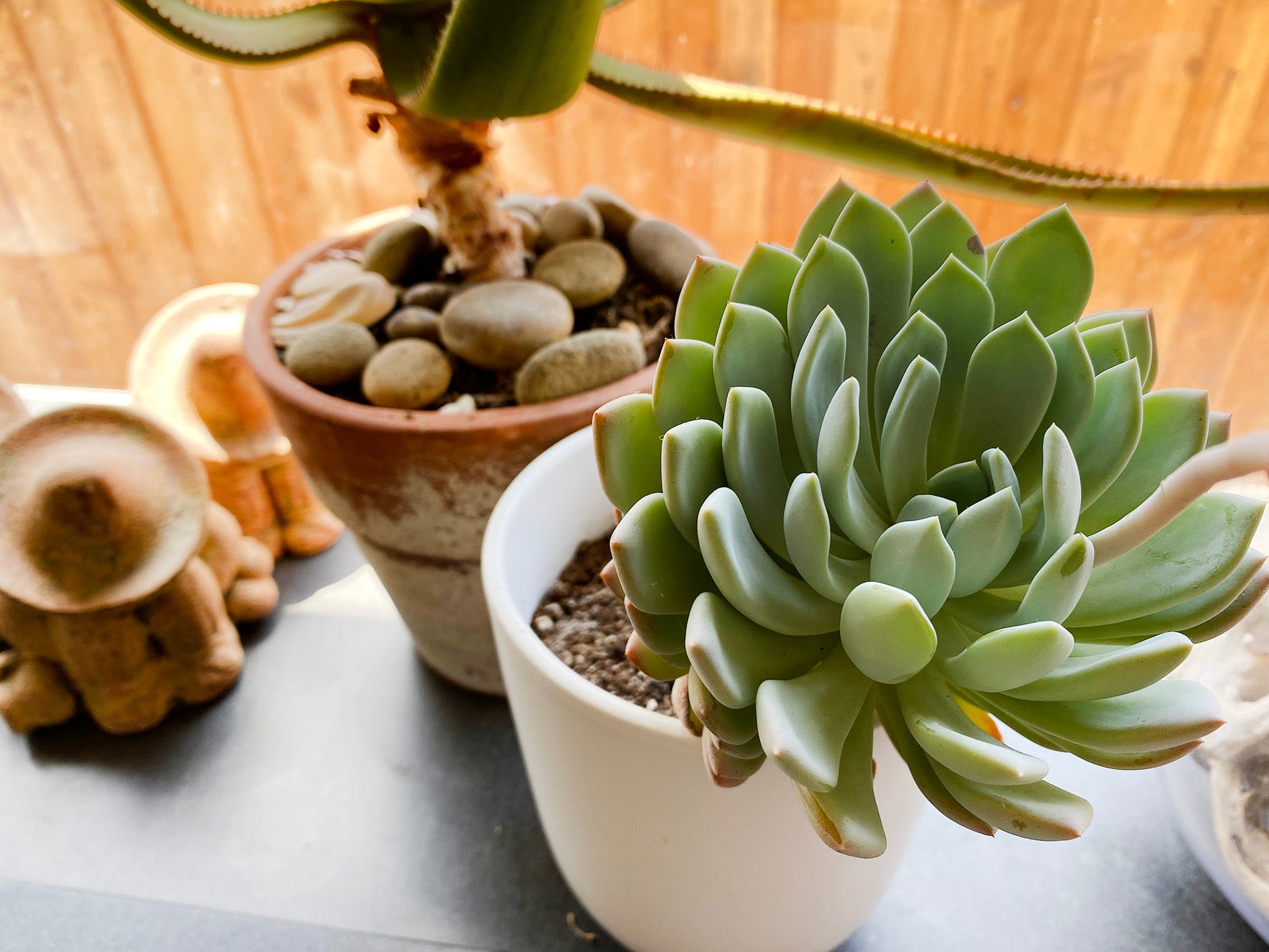 Succulents in a pot on a table