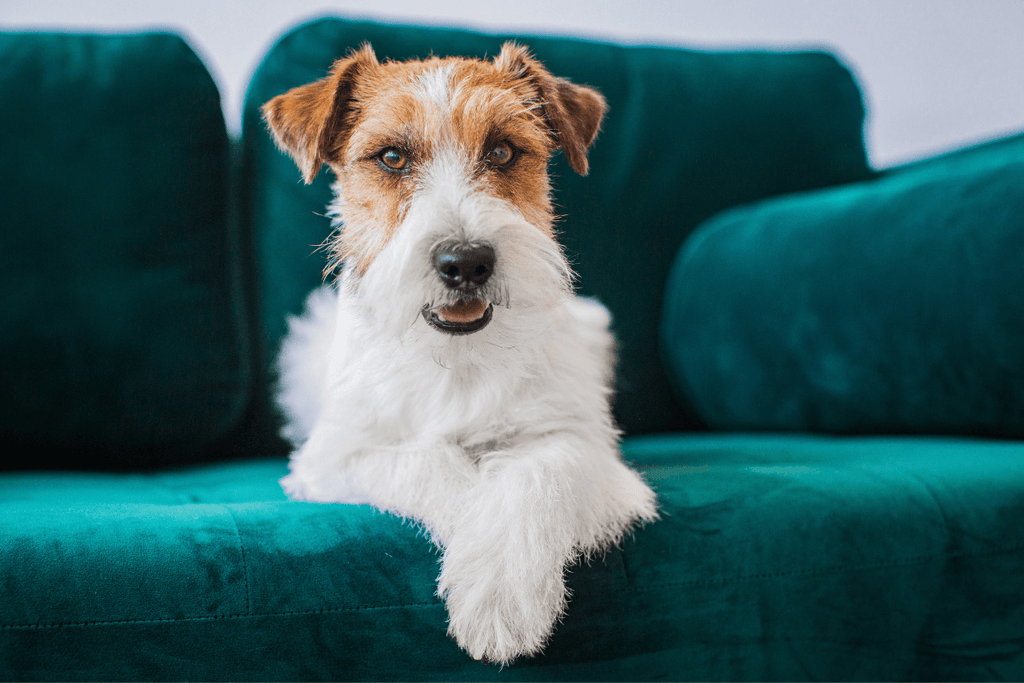 Which Essential Oils are Safe to Use Around Dogs?