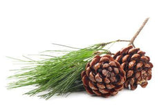 Pine Essential Oils