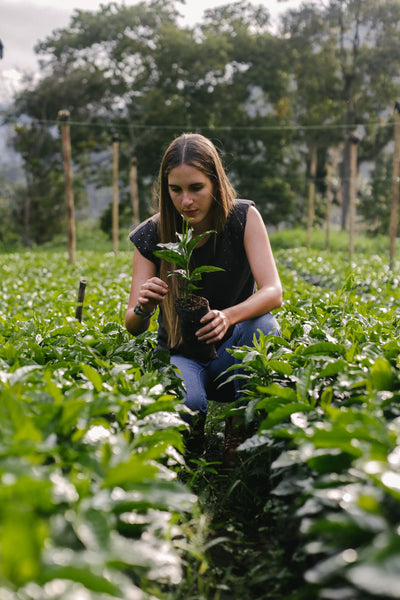 Direct trade coffee farmer in Colombia