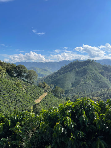 Direct Trade coffee from Colombia