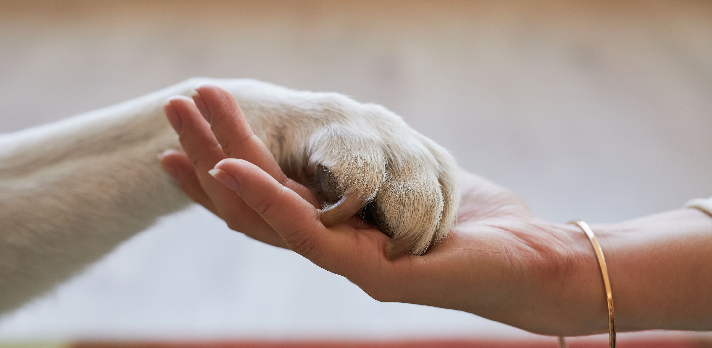 Pawprint Jewellery