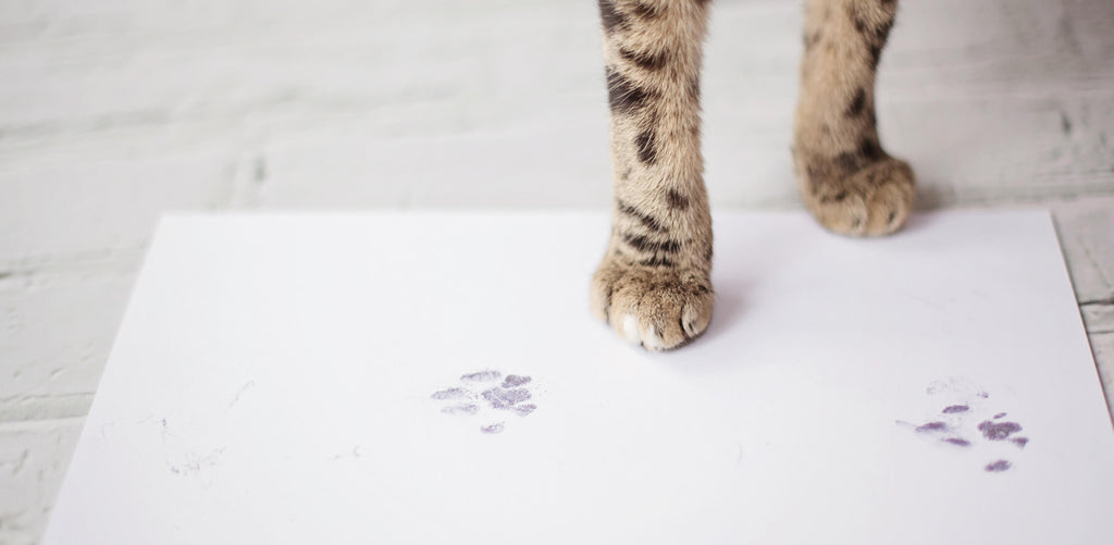 Pawprints