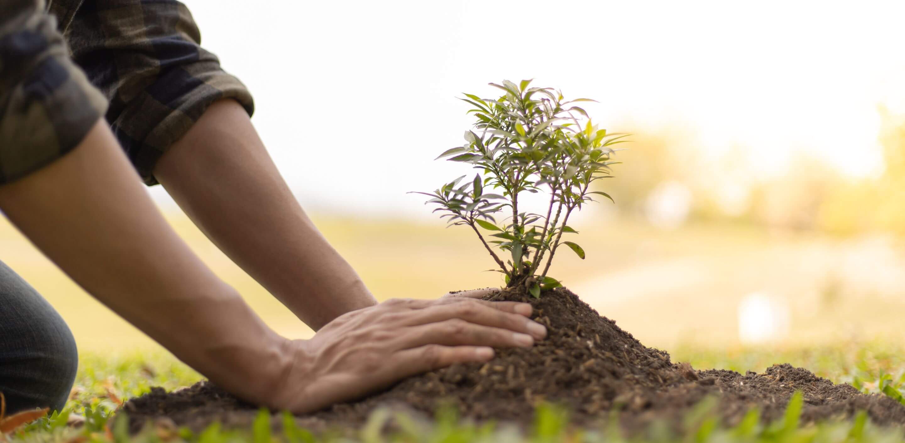 Pet Memorial Planting A Tree