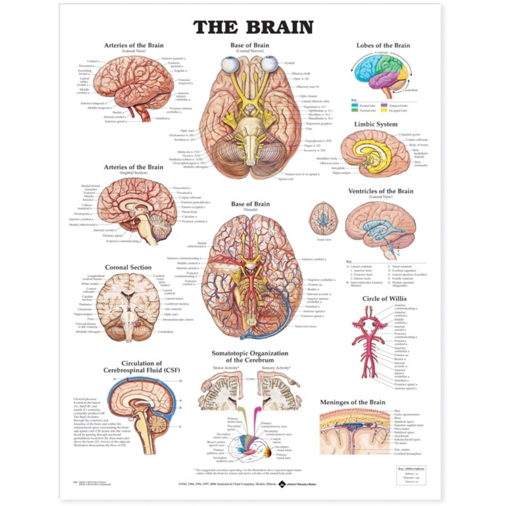 Brain Anatomical Chart — Medshop Philippines