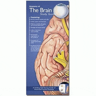 Anatomical Chart Company Anatomical Study Guide Anatomy of Brain Study Guide