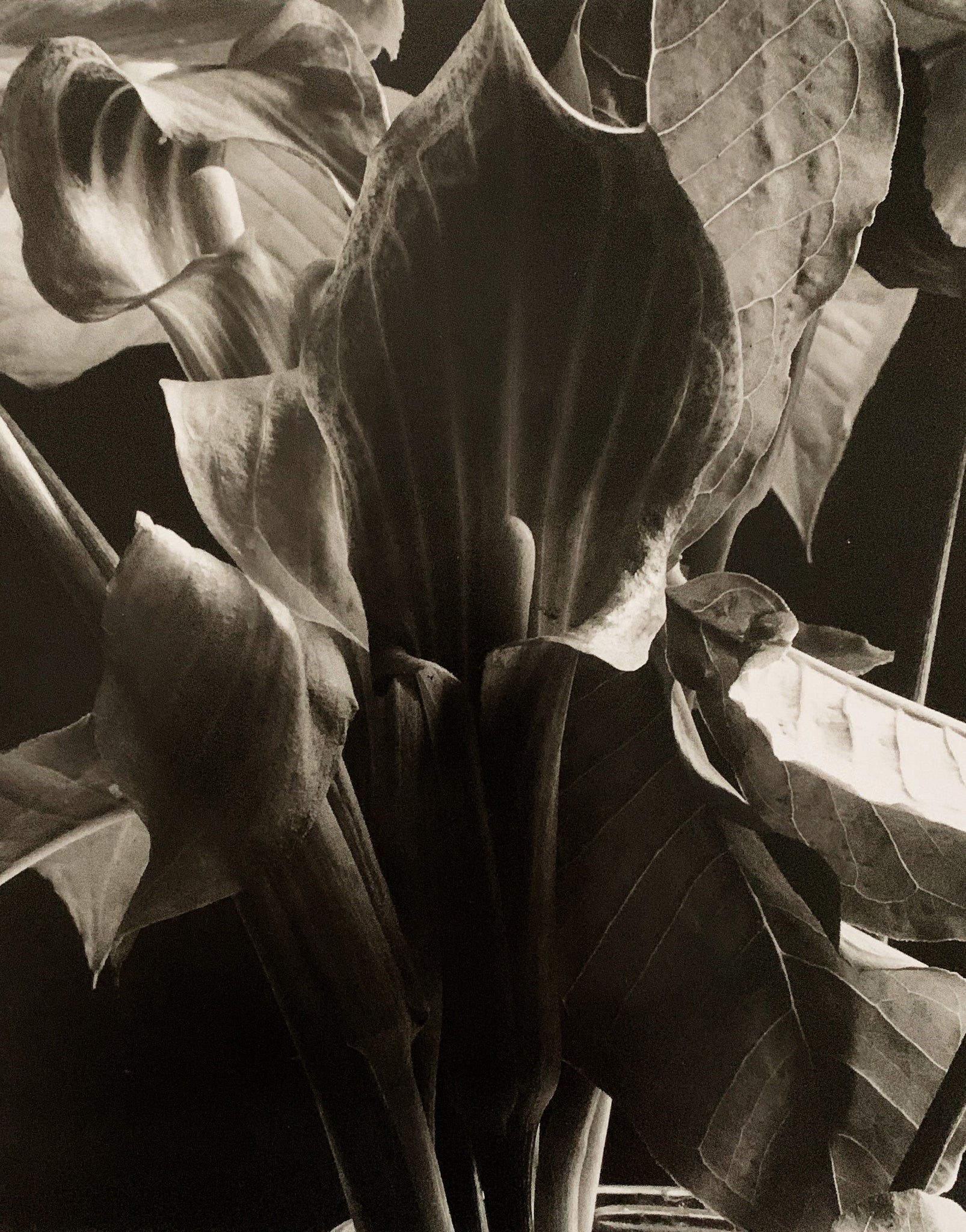 Vintage Imogen Cunningham Original Double Sided Prints – Maven Collective