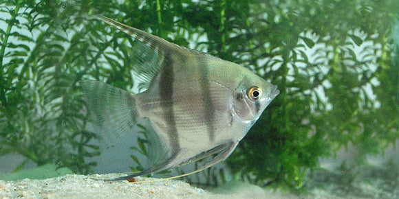 aquatic wholesale suppliers