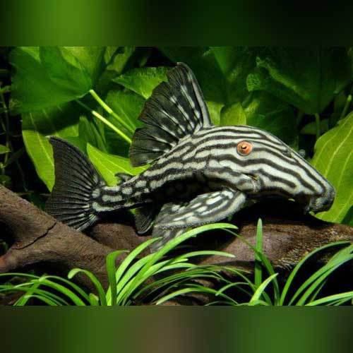 zebra pleco