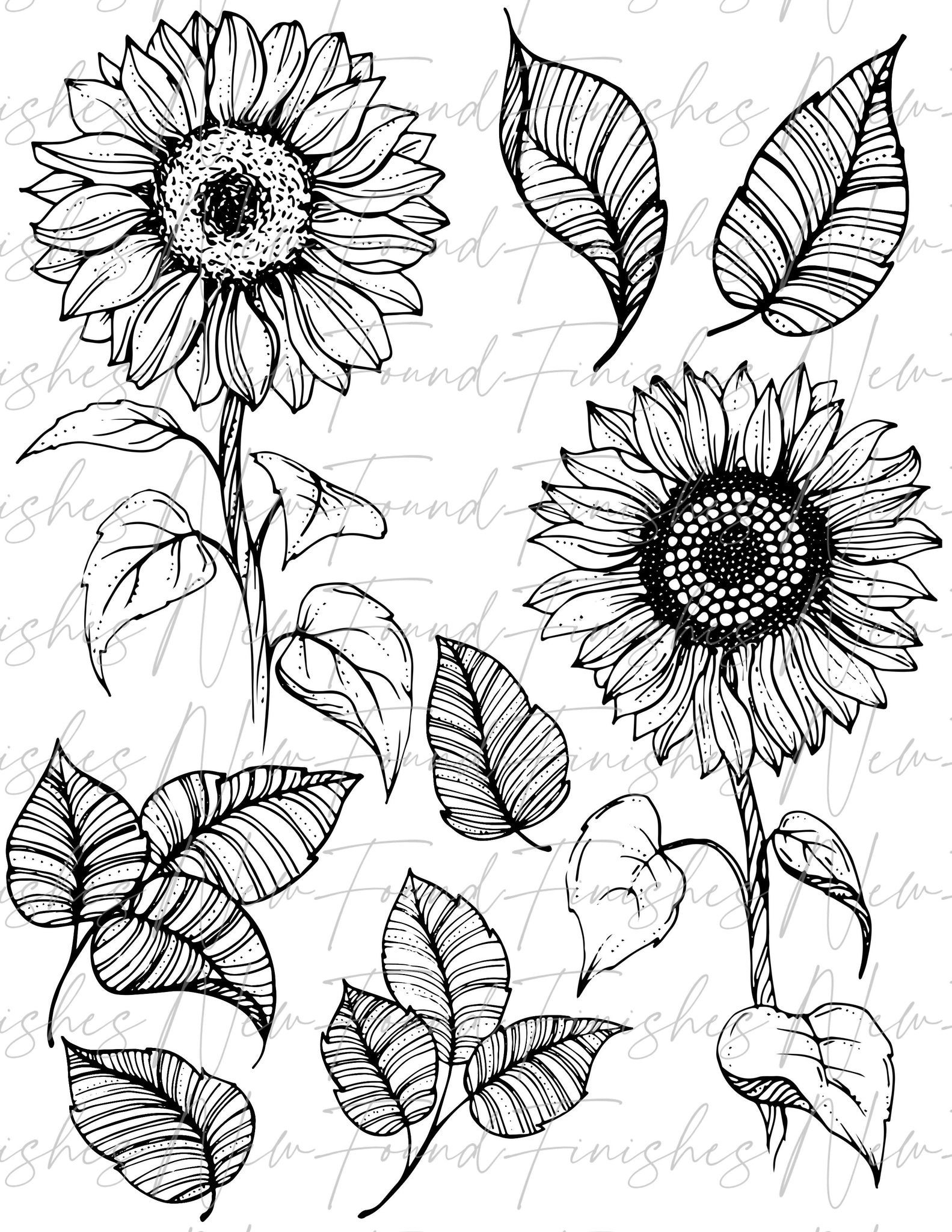 sunflower outline drawing