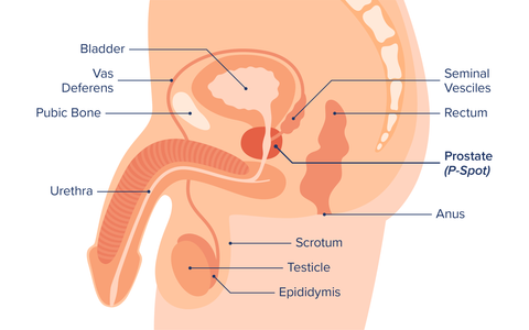 diagram of male anatomy