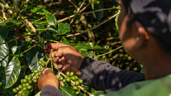 Harvesting coffee beans at Finca Tamaná coffee farm