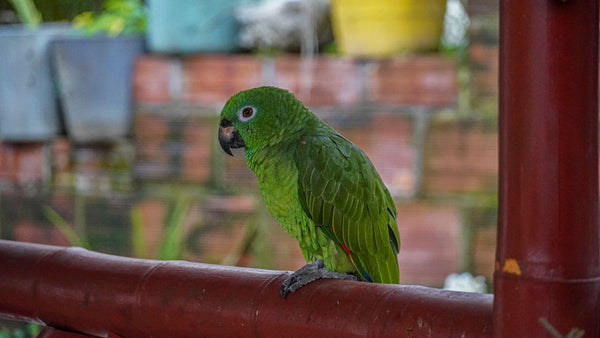 Parrot at Finca Tamaná coffee farm