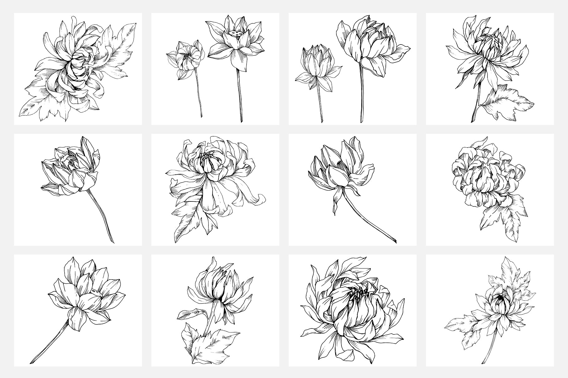 Download Freesia Flower Drawing - The Best Wallpaper Images